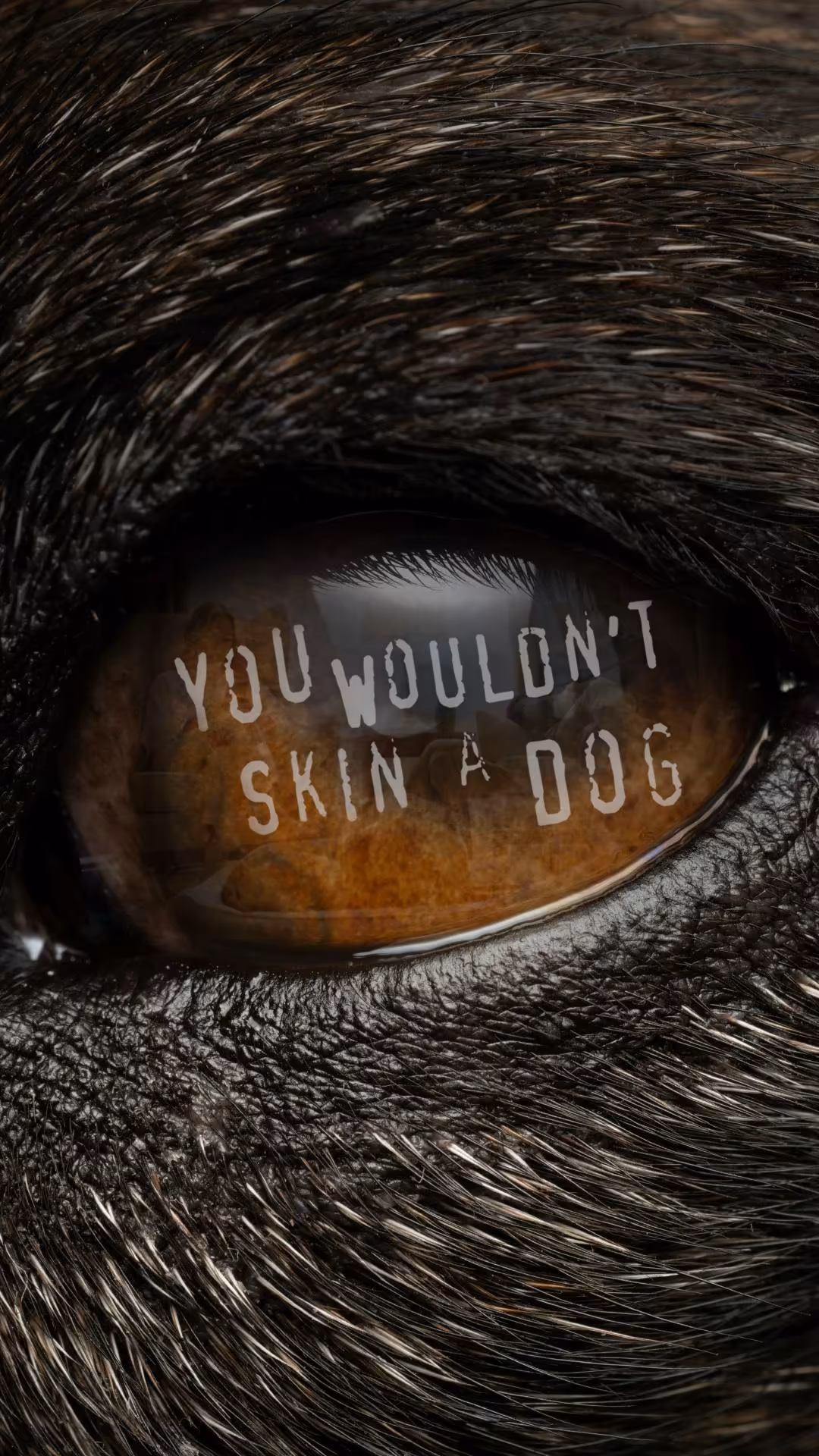 PETA AI-generated anti-leather campaign video